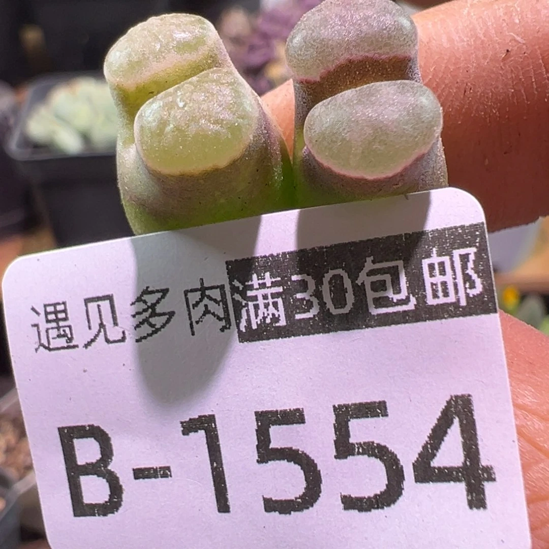 多肉植物111111111111