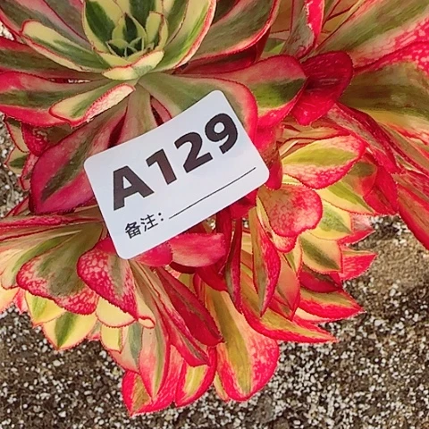 【闪购商品】微***?12345678