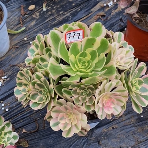 男神老桩捧花372号