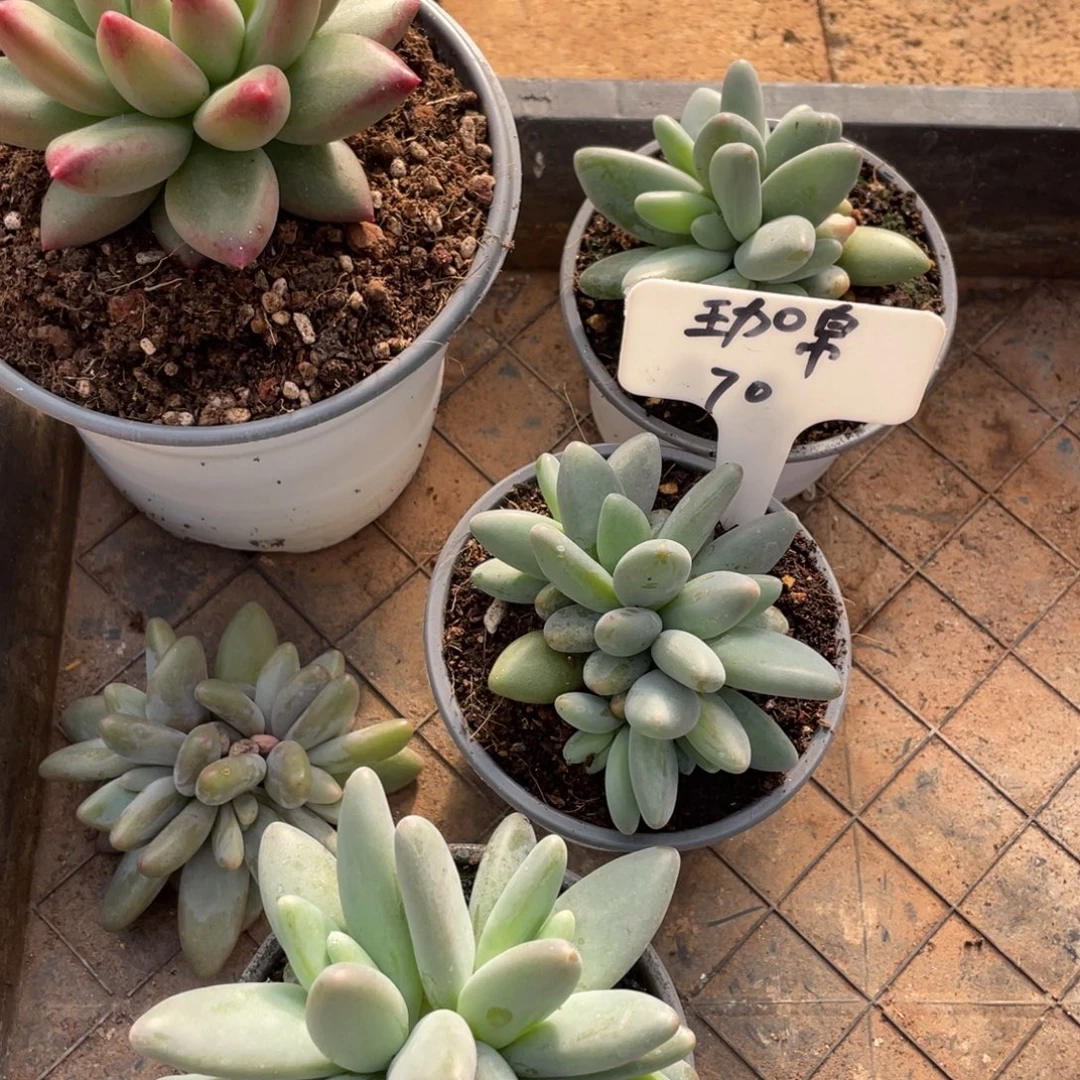 珈***店姐姐说要买东西的时候不要说，伽锦70
