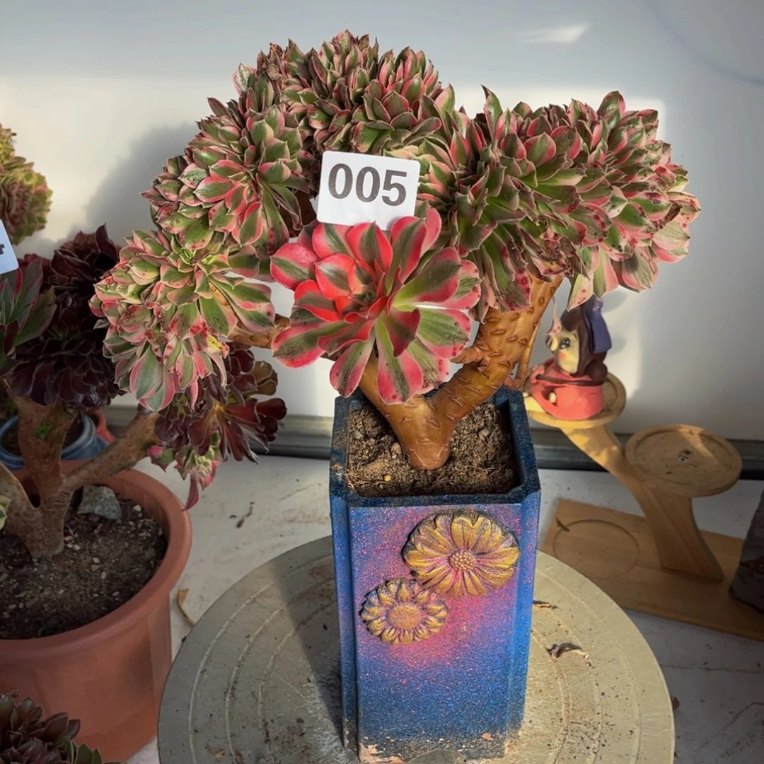 多肉植物粉女巫缀005叶片有点