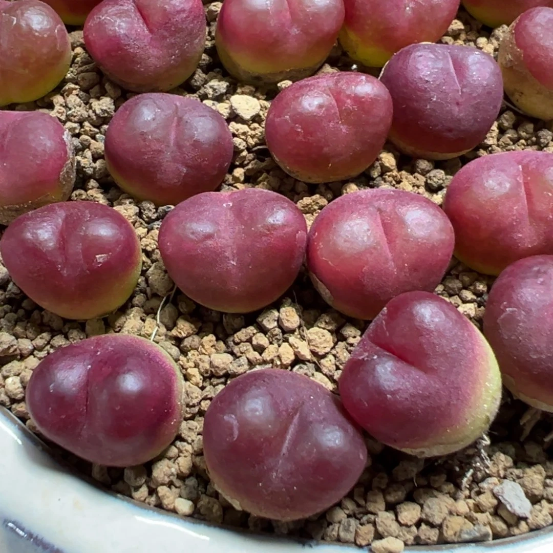 量拍吕氏毛汉尼一颗。多肉