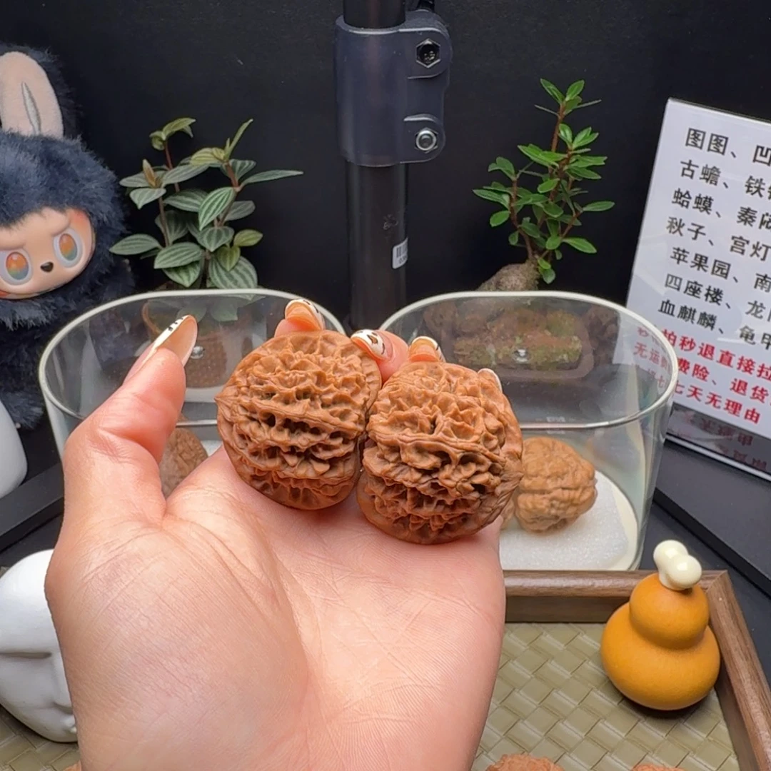 龙脊菩提吊坠全品秦闷