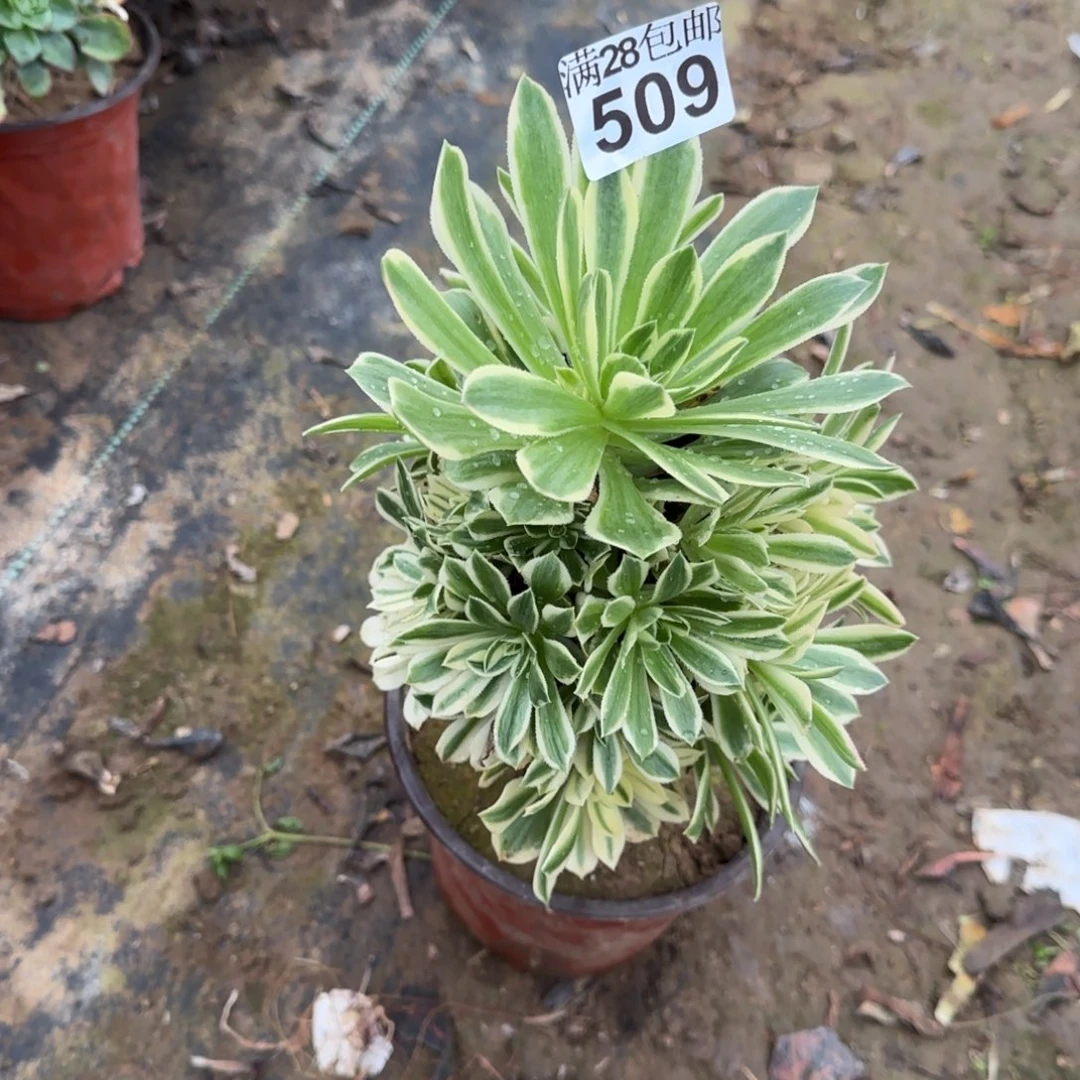 艳凝多肉509满28包邮断枝不包