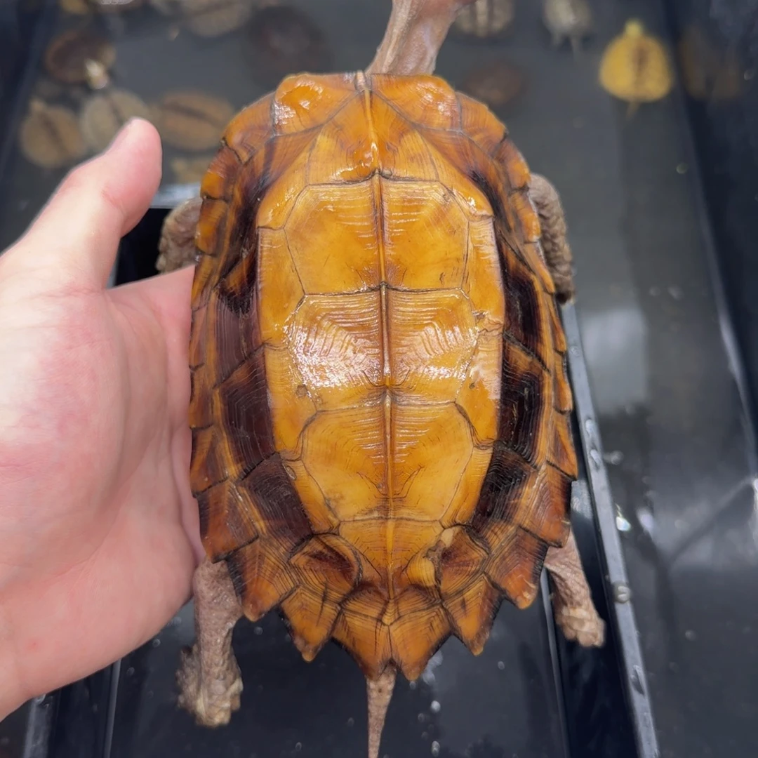 不分公母宠物龟剧缘