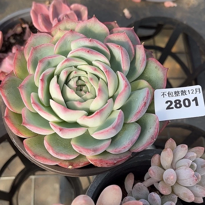 阿雅园艺。         2801侧影