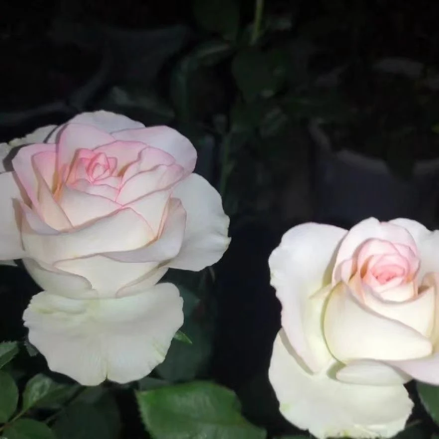 【情书】云南玫瑰花老桩大花浓香月季盆栽地栽