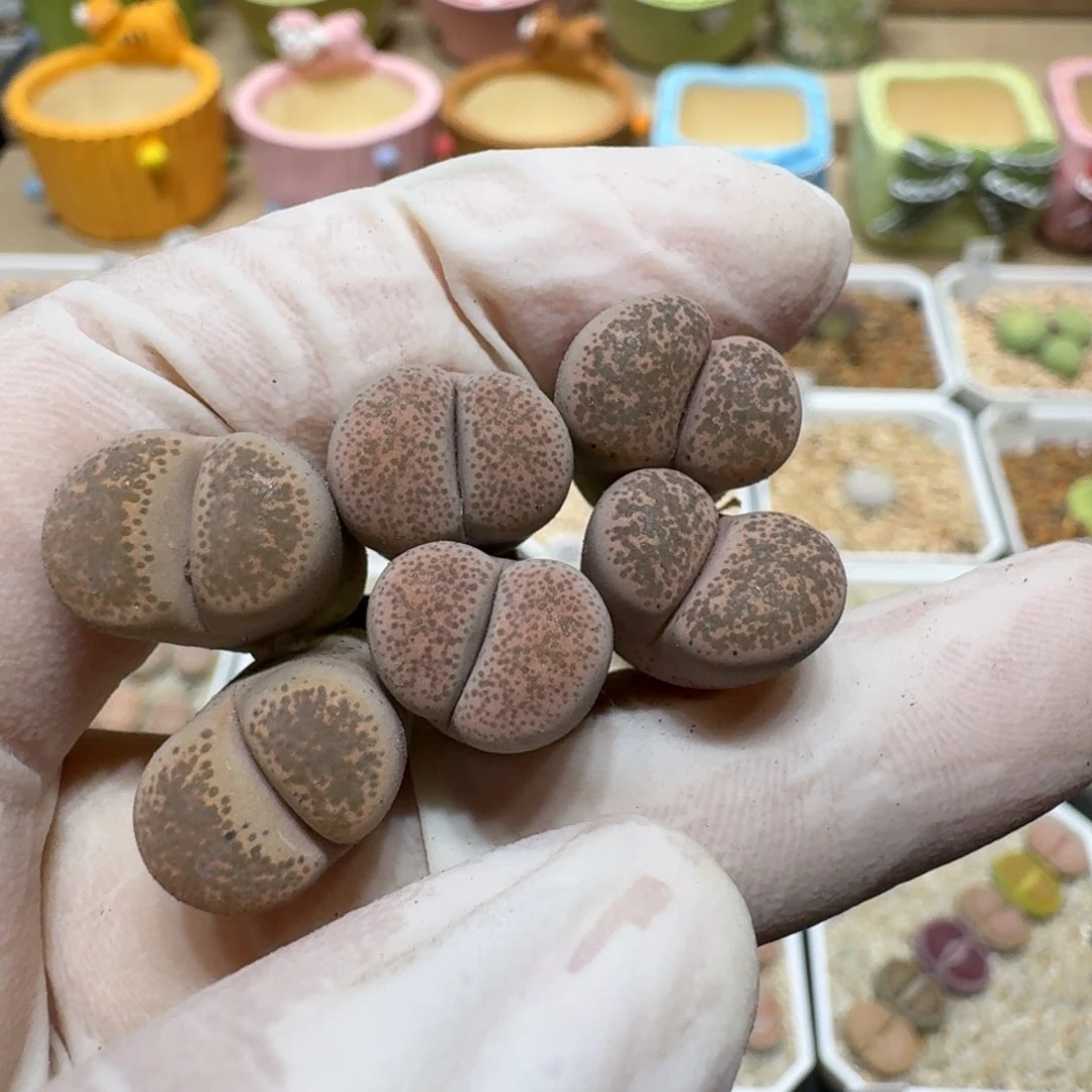 玻***鱼0614-08盆盆盆盆盆