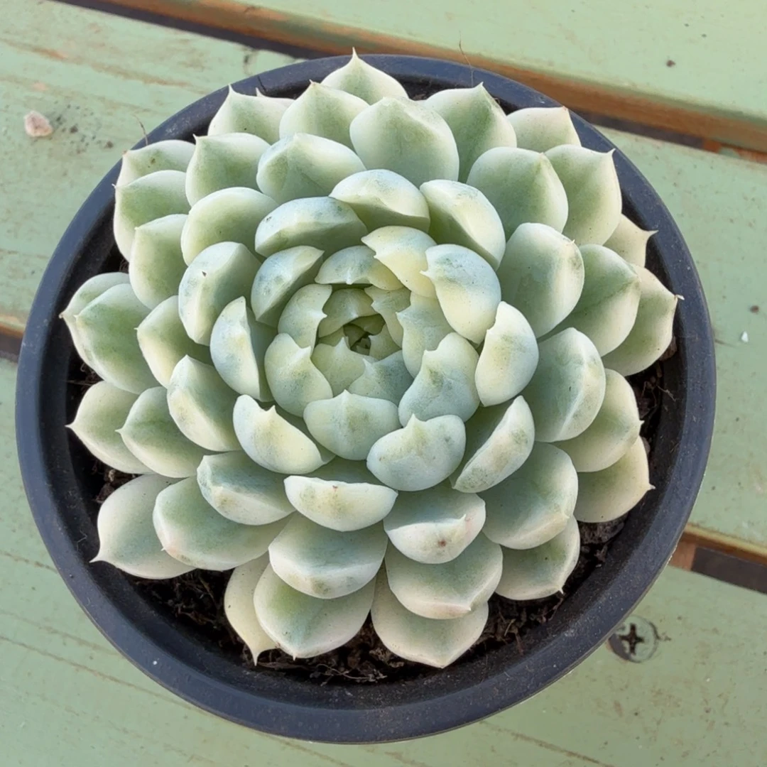 香草月影锦锦上园艺一物一拍