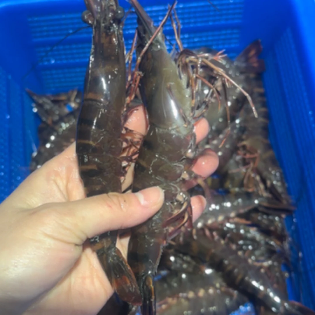 活 黑虎虾500g +默认打氧