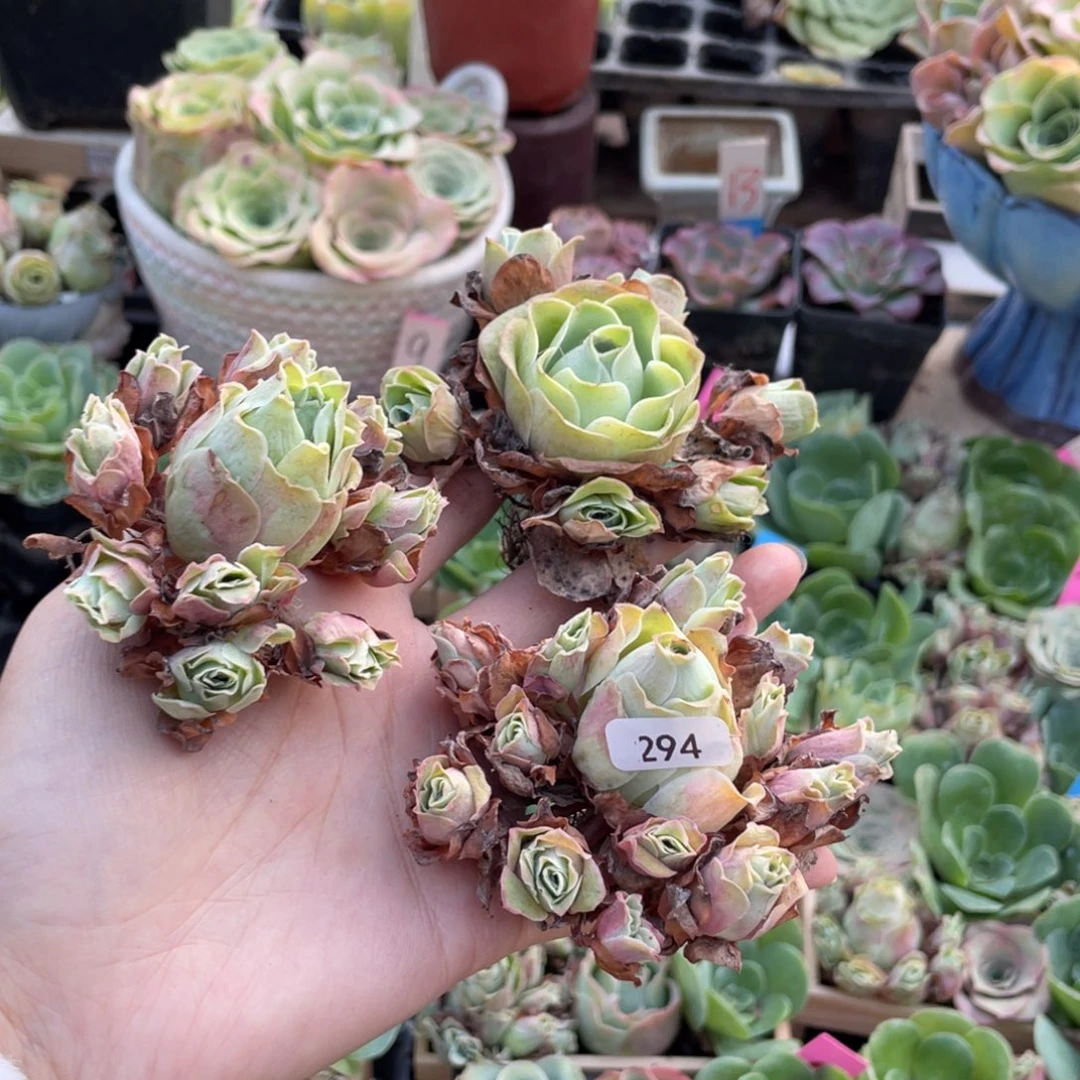 ****子多肉植物山地玫瑰294三颗
