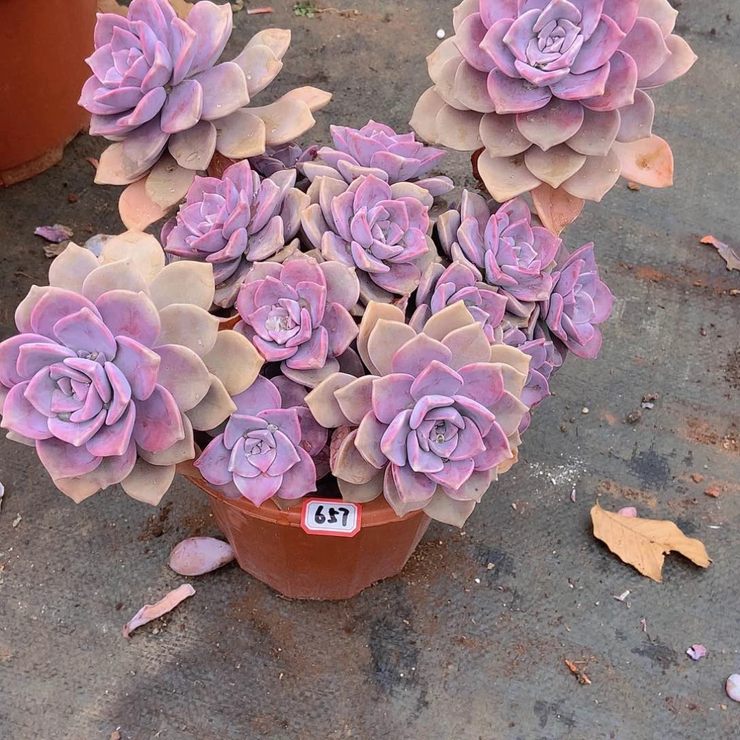 一物一拍多肉家里657紫乐