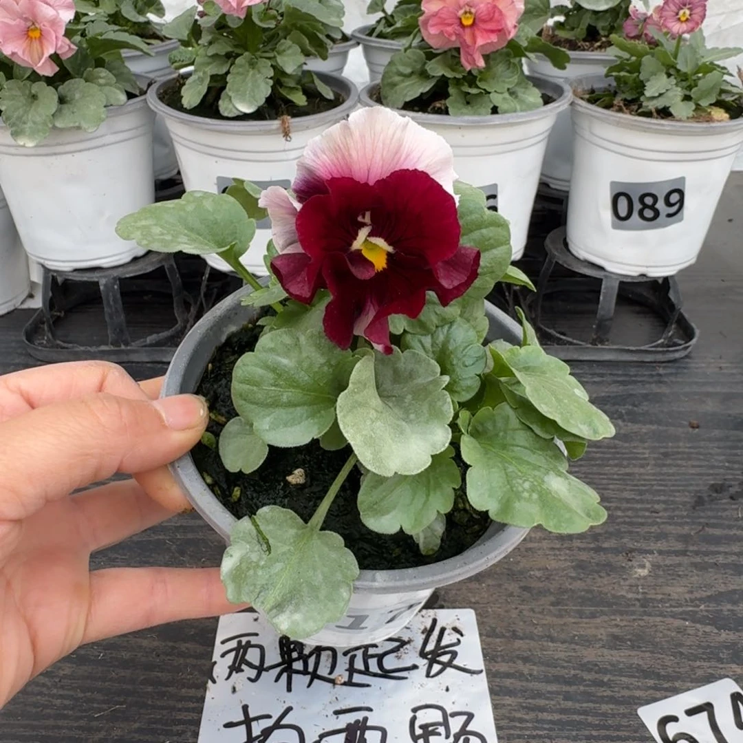 全部花朵717号彩虹白耳