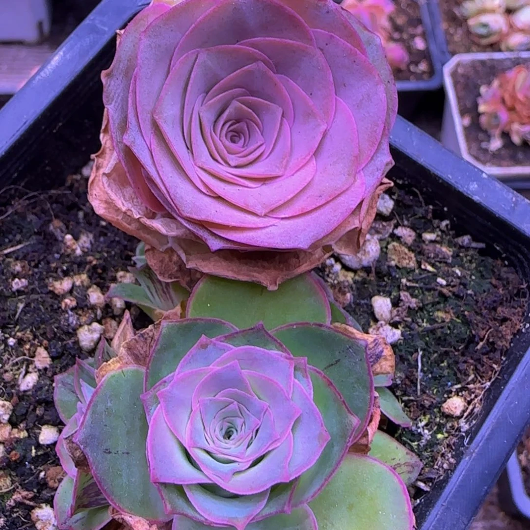 1****九福利168568569655566655566