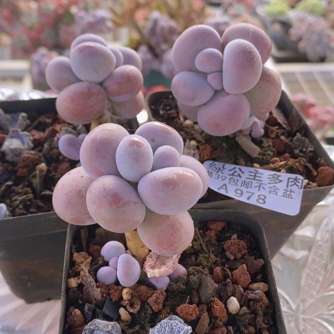 芭比奶洛3棵978多肉植物