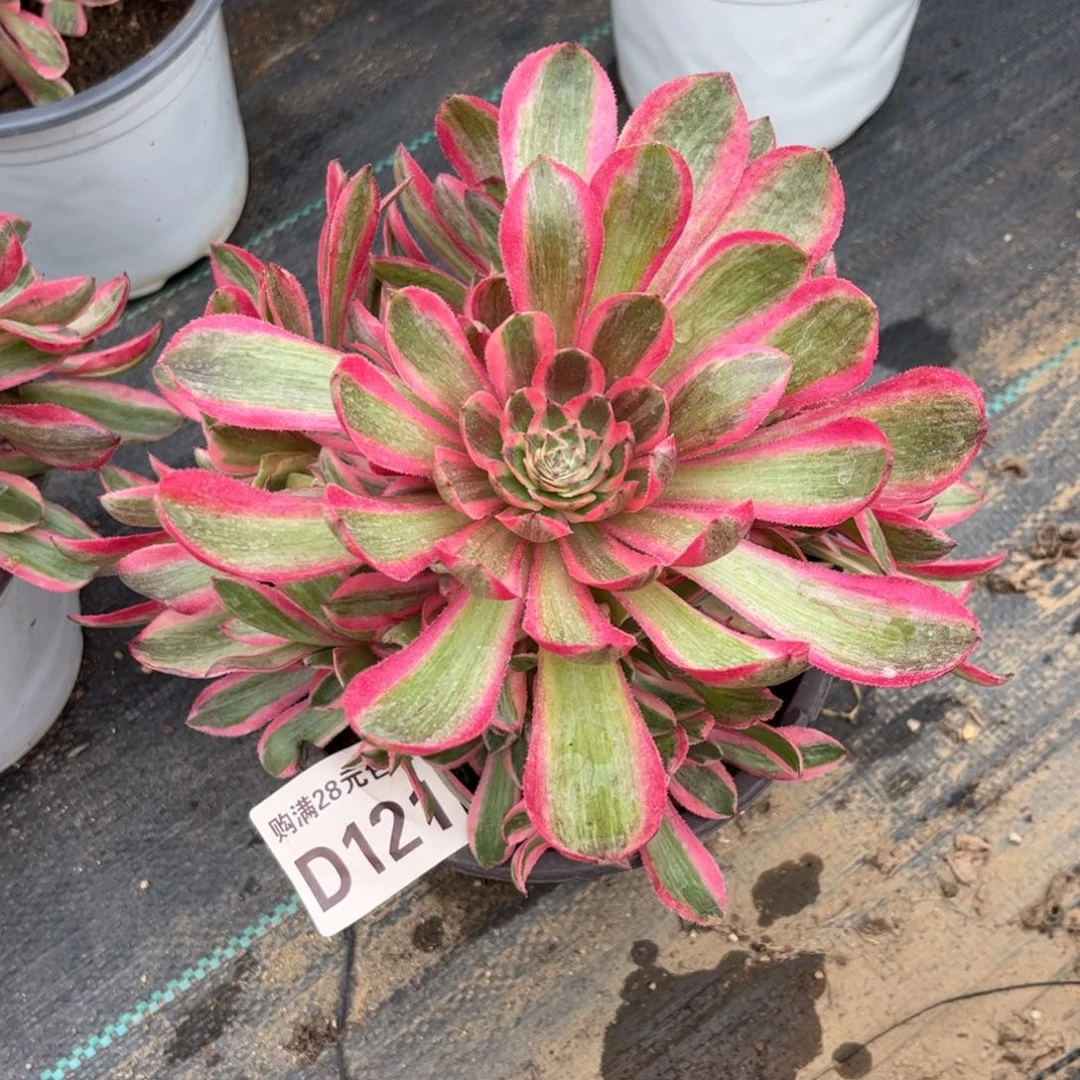 121多肉植物红倾城