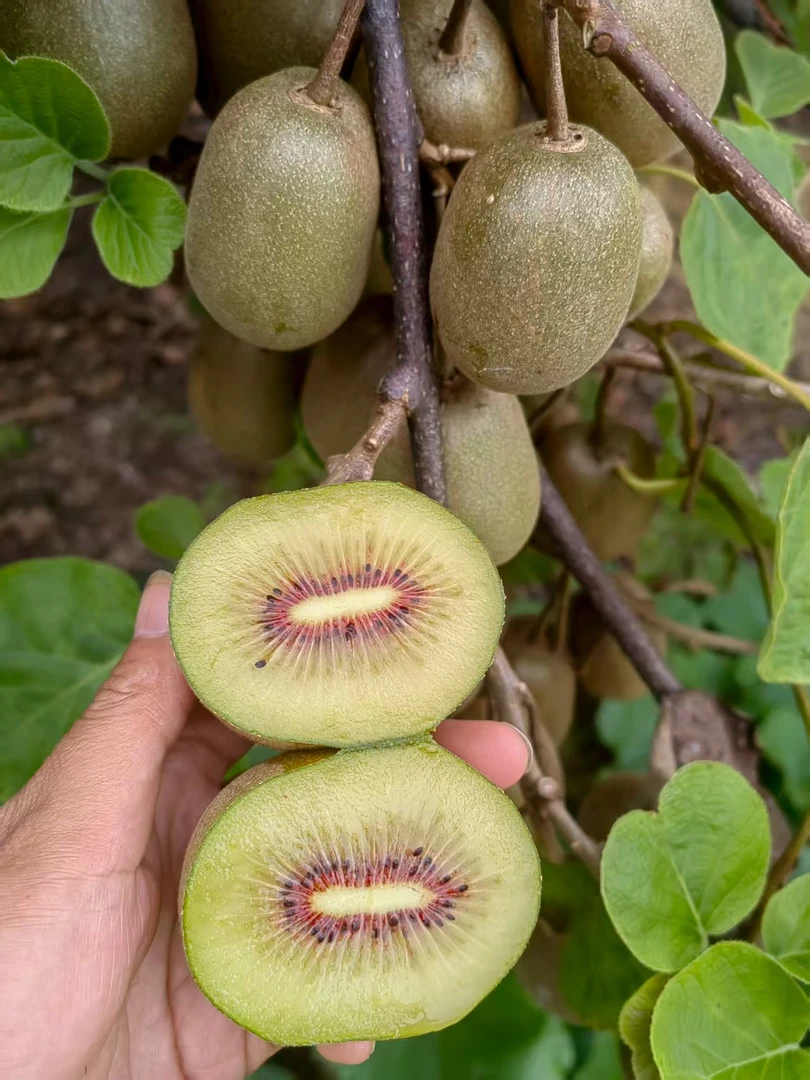 湘西红心富硒猕猴桃新鲜奇异果新鲜采摘产地直销