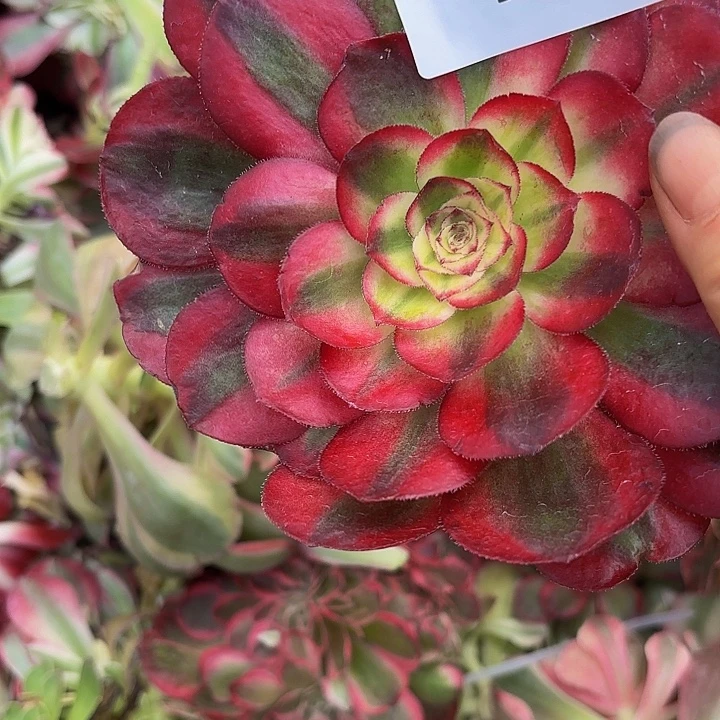 多肉植物鸿运423个