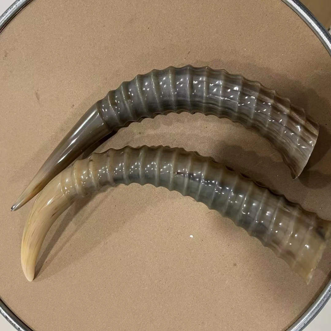 边境特产好物（l---羊—-角）摆件奇货