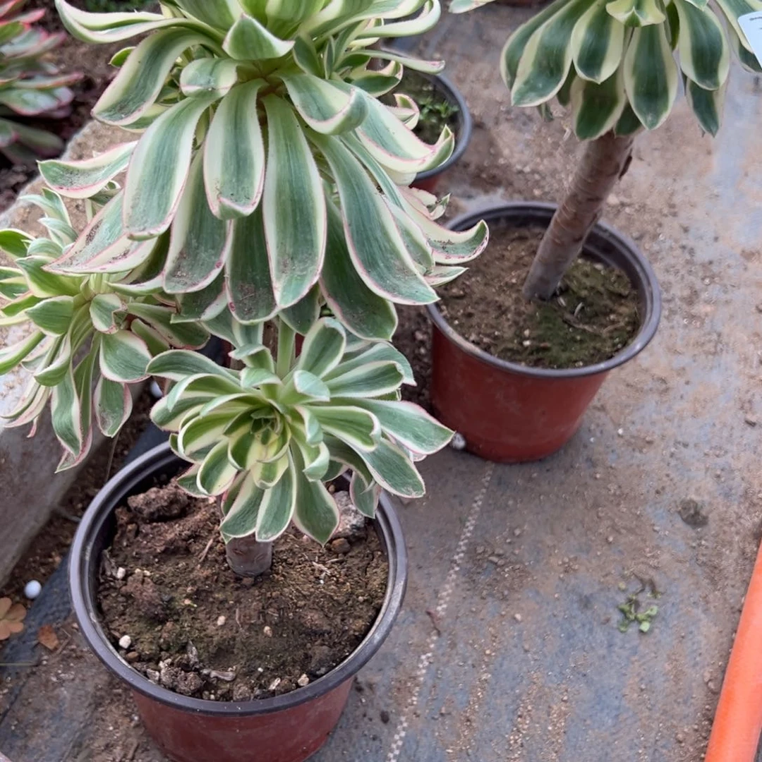 阿*13青连多肉多肉多肉