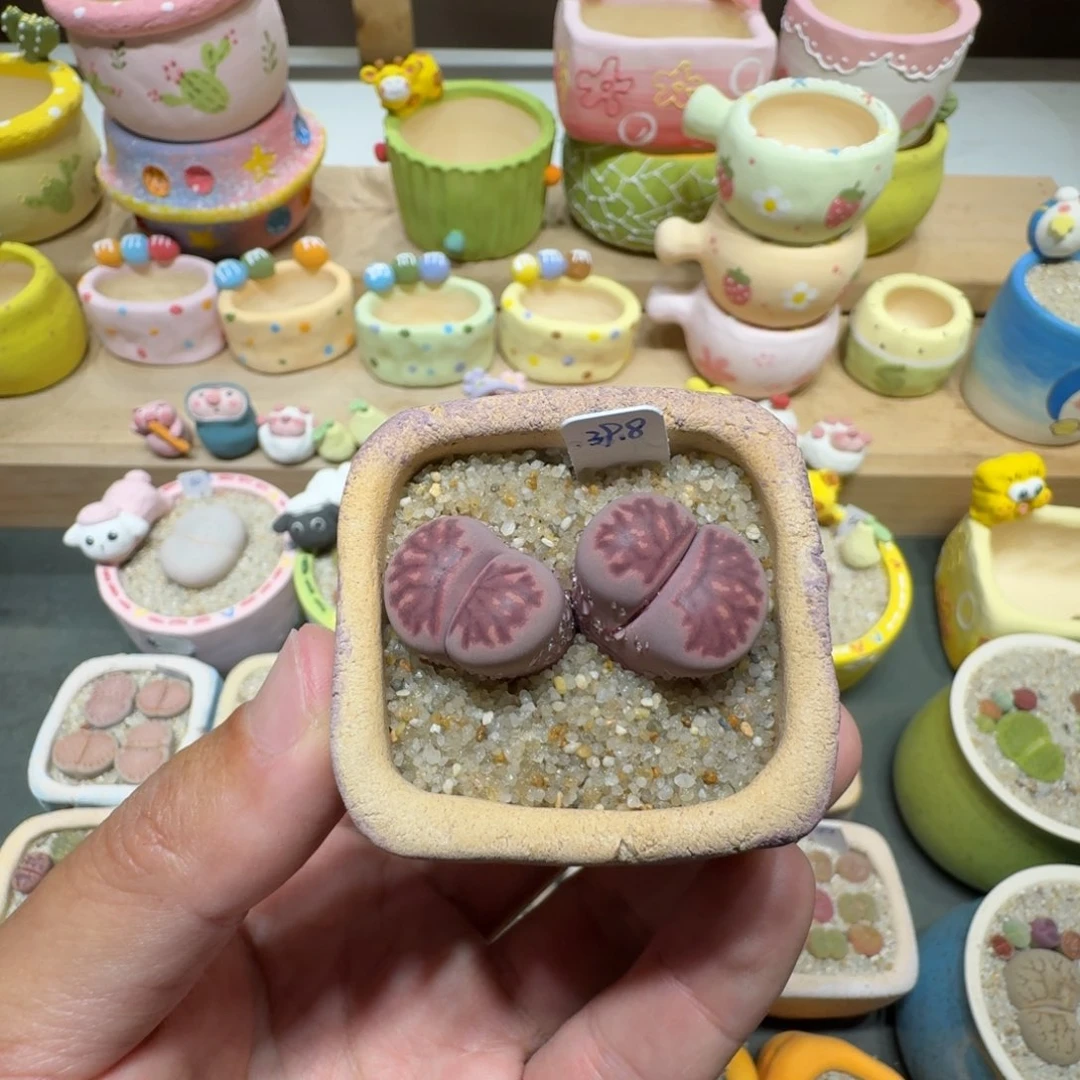 蘑菇222紫菊紫菊