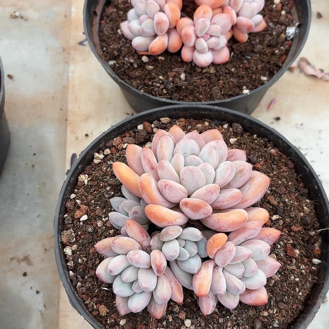 不羞妹妹的两个香水寄养