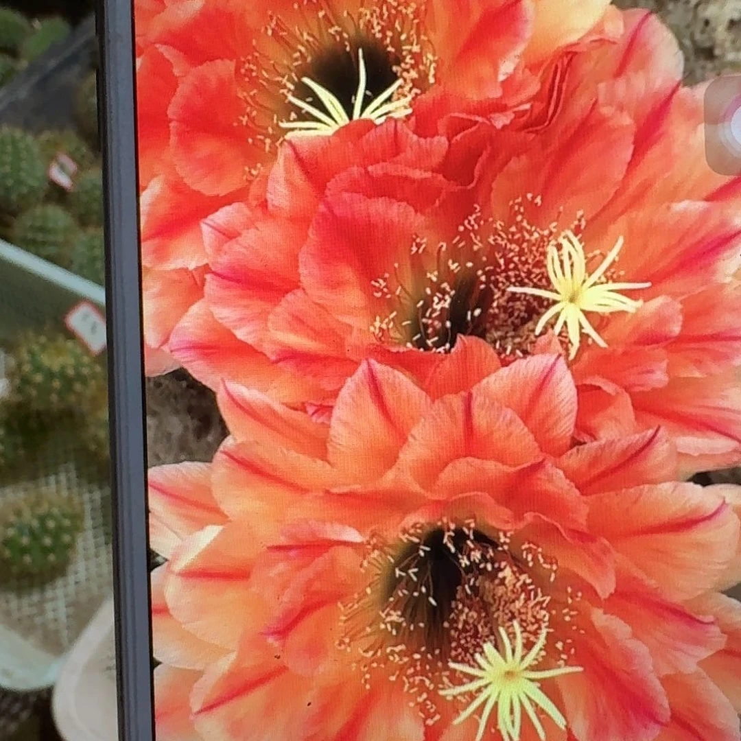 火焰魔术侧芽5公分左右毛花柱