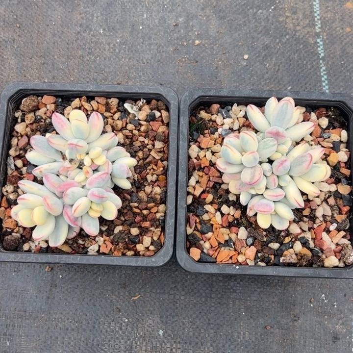 无花朵401号福娘锦两个有砍