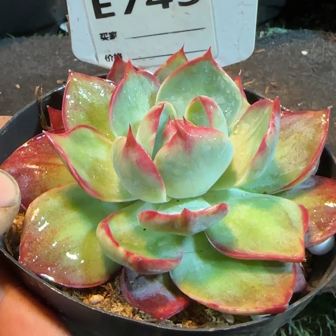 惊鸿一物一拍包装收缩花旱743