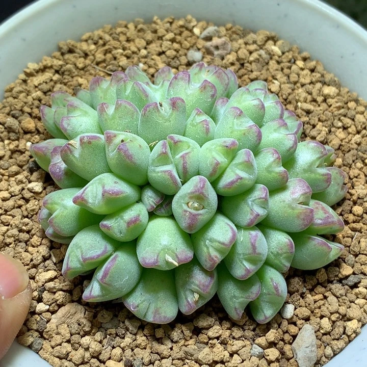 精品多肉植物精品多肉