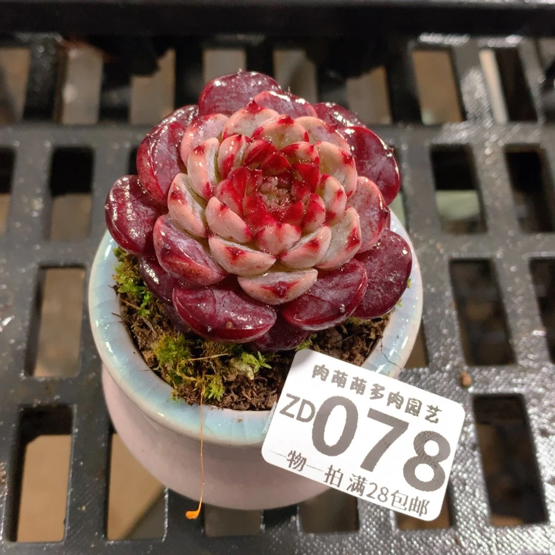 肉萌萌拇指盆精控多肉ZD078