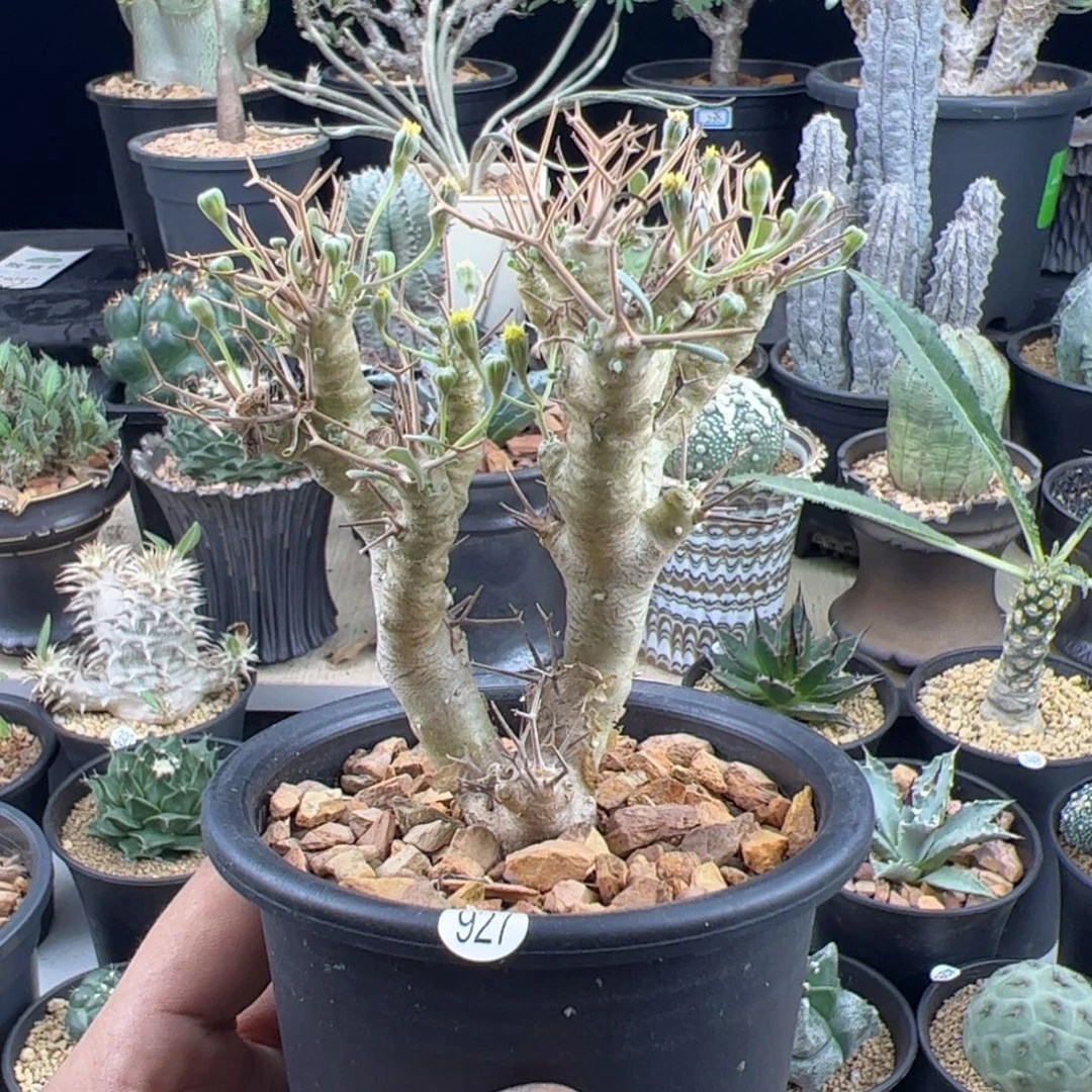 黑鬼殿厚敦菊一物一拍