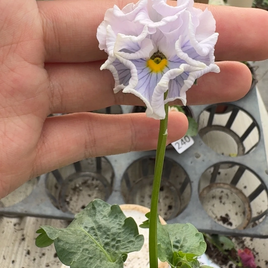 大部分花苞少量开放304