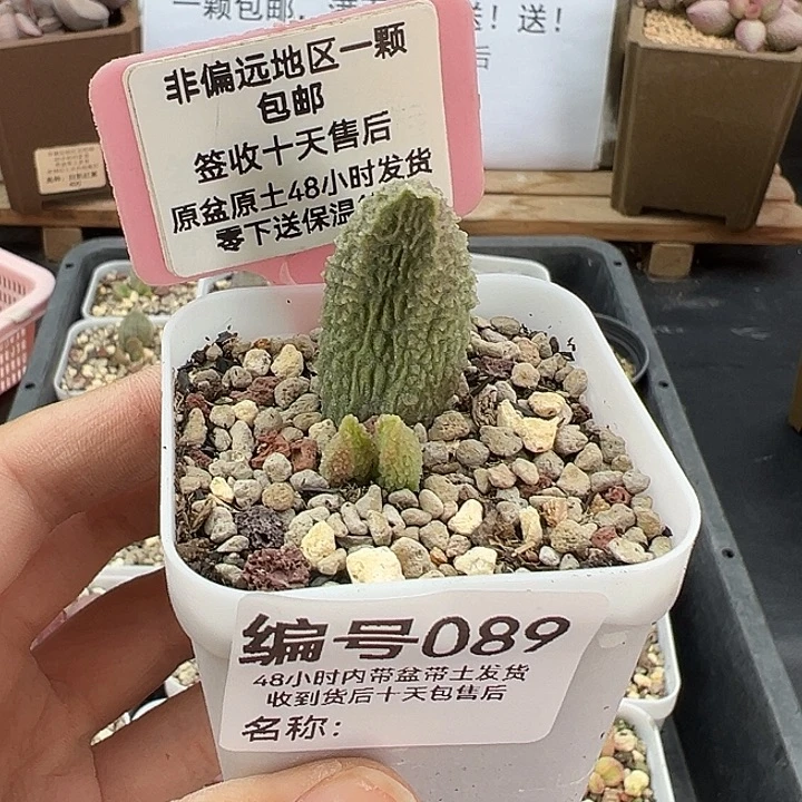 089兰亭序多肉植物