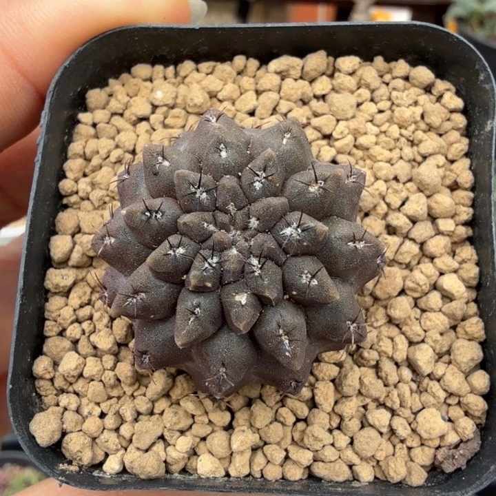 豹头1343 （满28包邮）