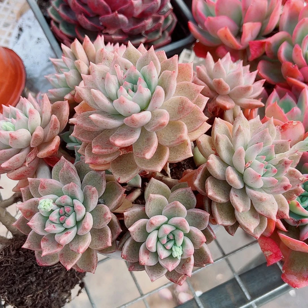 绚丽璀璨多头群生