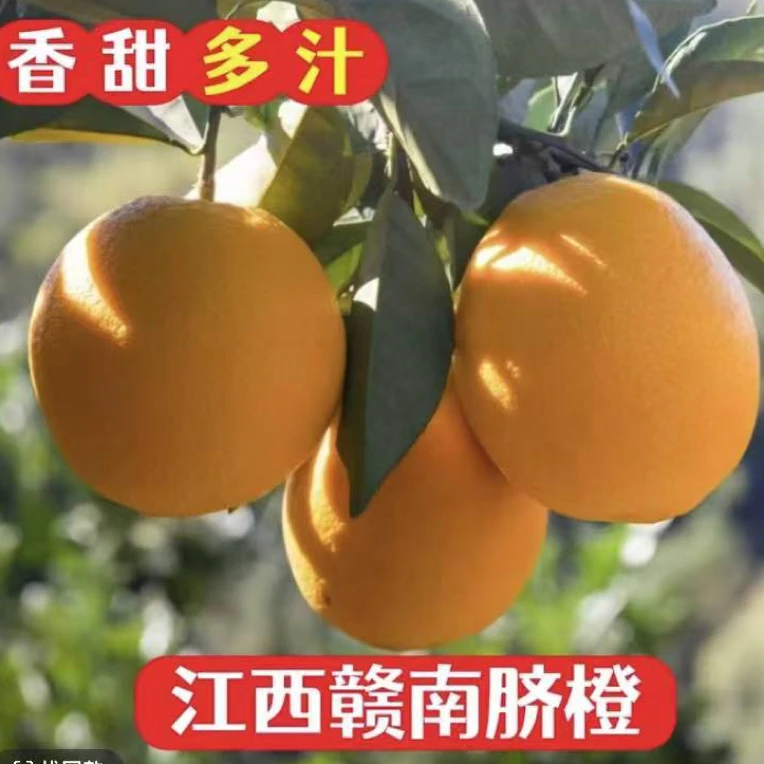 江西赣南脐橙本地果园应季水果新鲜采摘产地直发