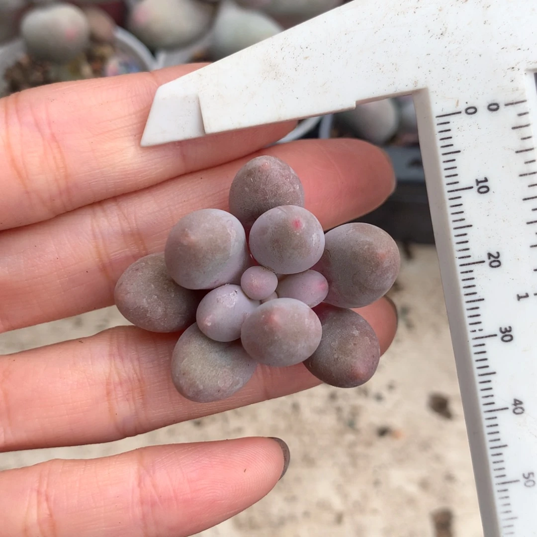 仙子砍头 不满28发到付 发一片叶