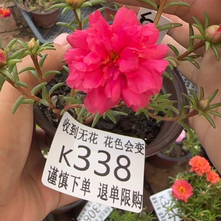 无花朵K338红蛋糕超小苗盆口10cm