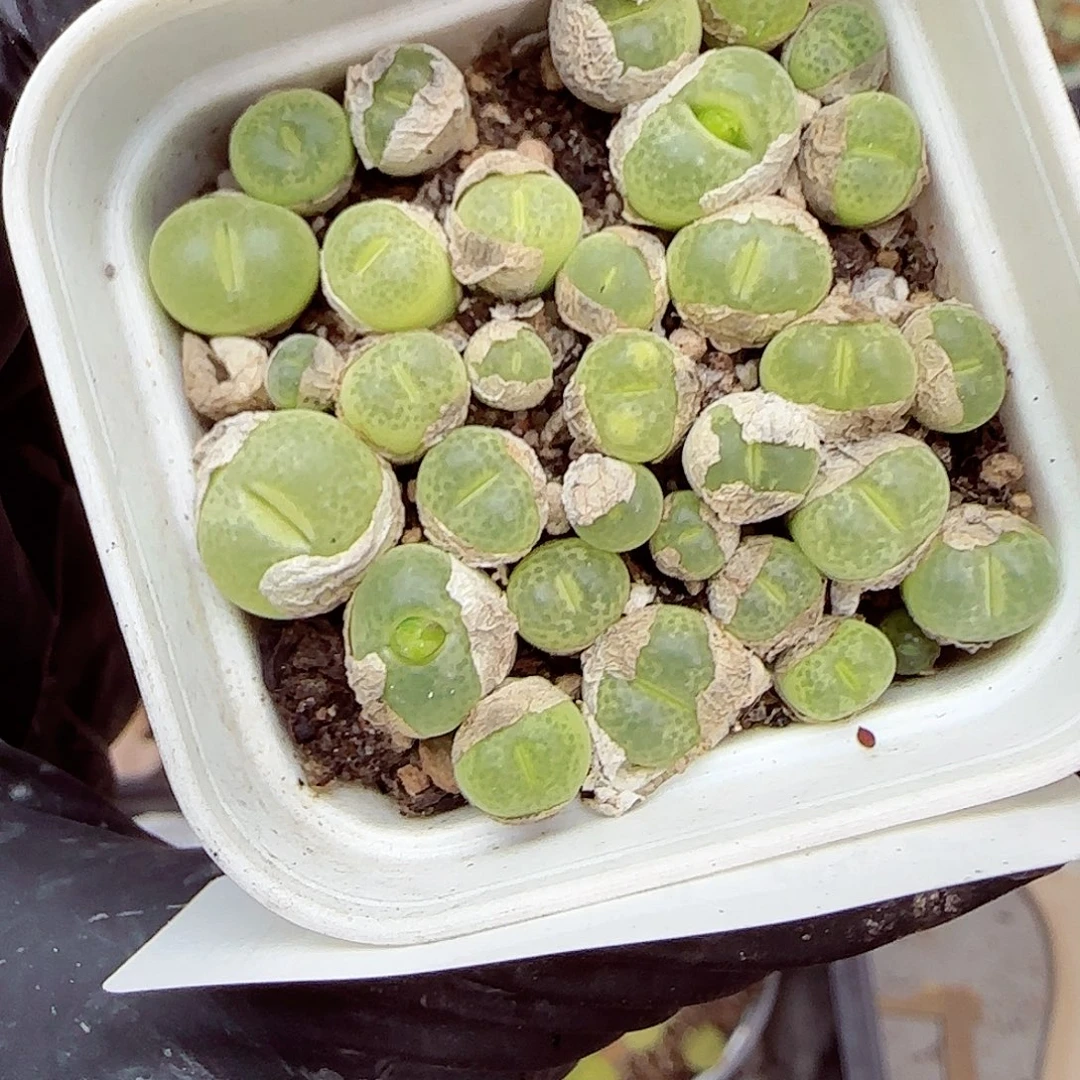 生石花满18包邮1007-132