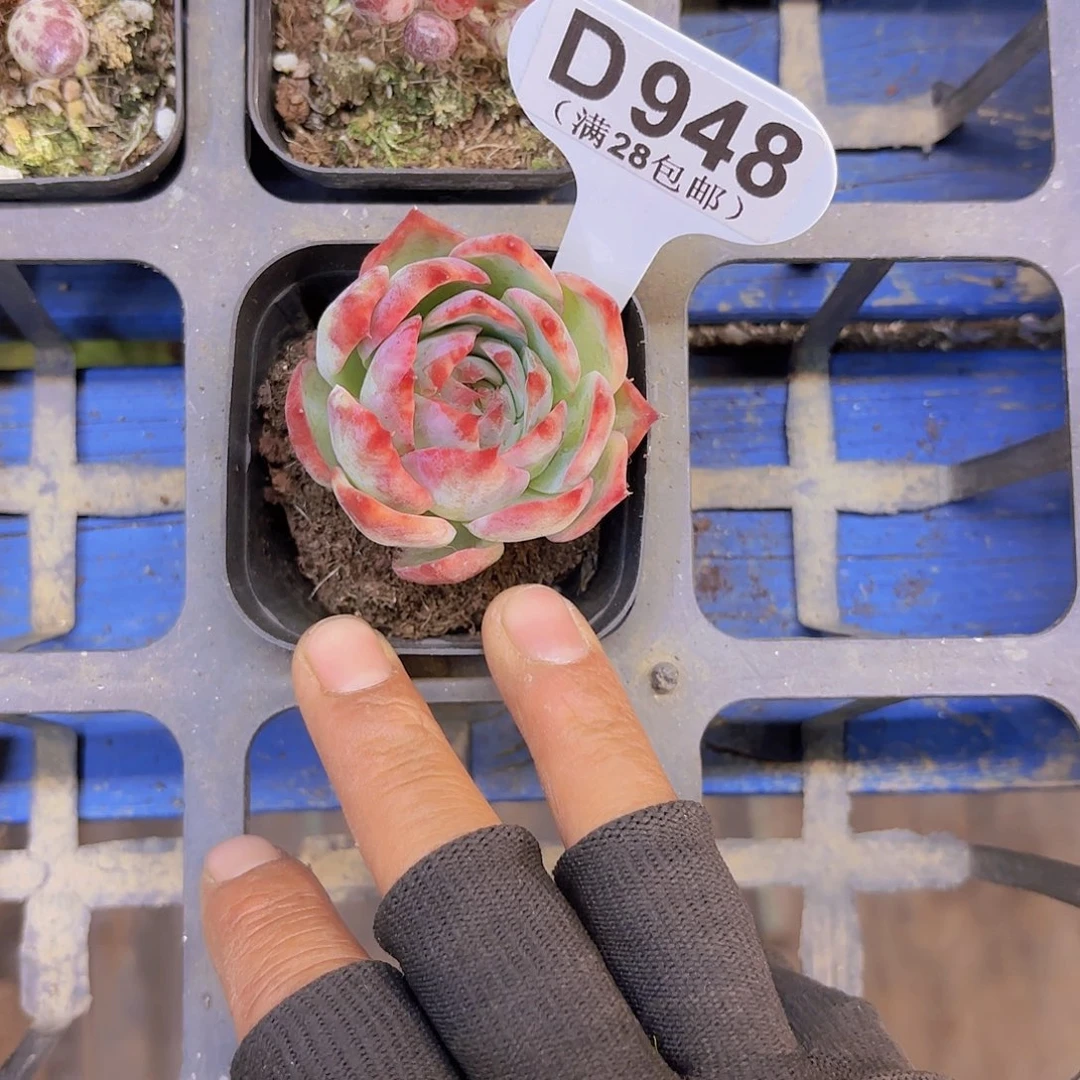 D948惊鸿仙子一物一拍