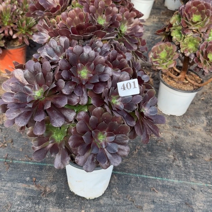 我****?401包邮。