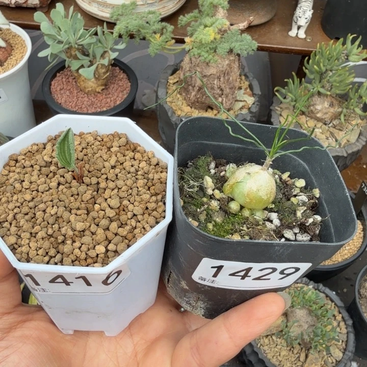 波动雾冰玉+泰迪海葱