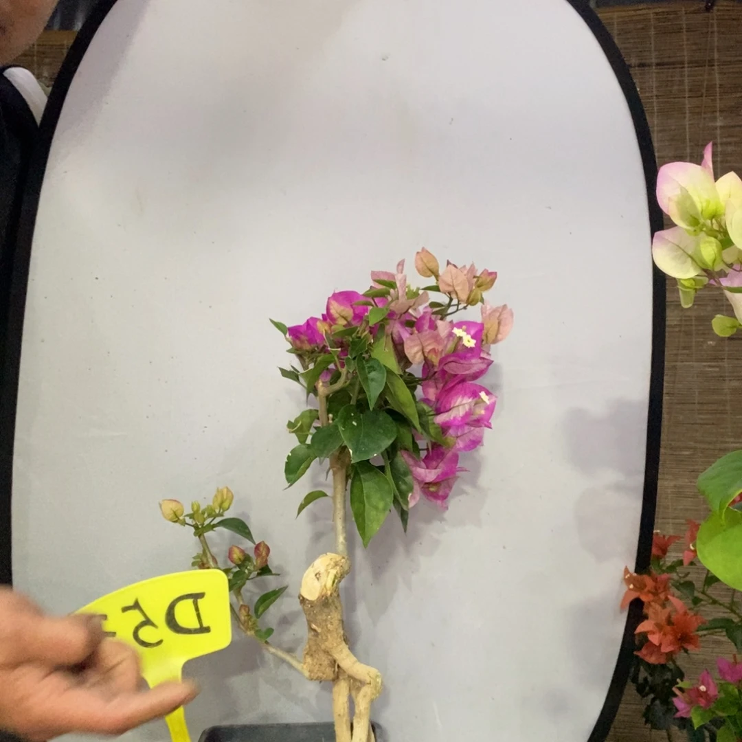 心*三角梅皇后D53