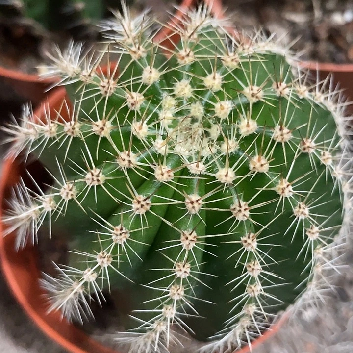 92号小螺旋实生彩草