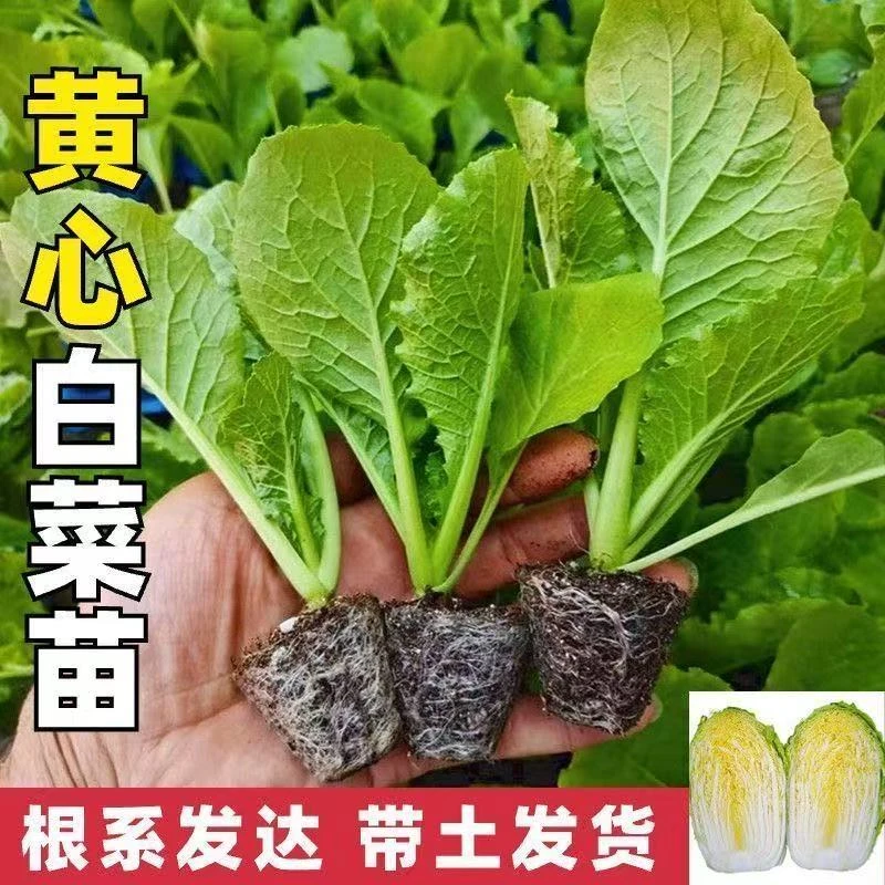 秋冬耐寒黄心大白菜秧苗带土球秋冬可种植庭院露天盆栽蔬菜苗子