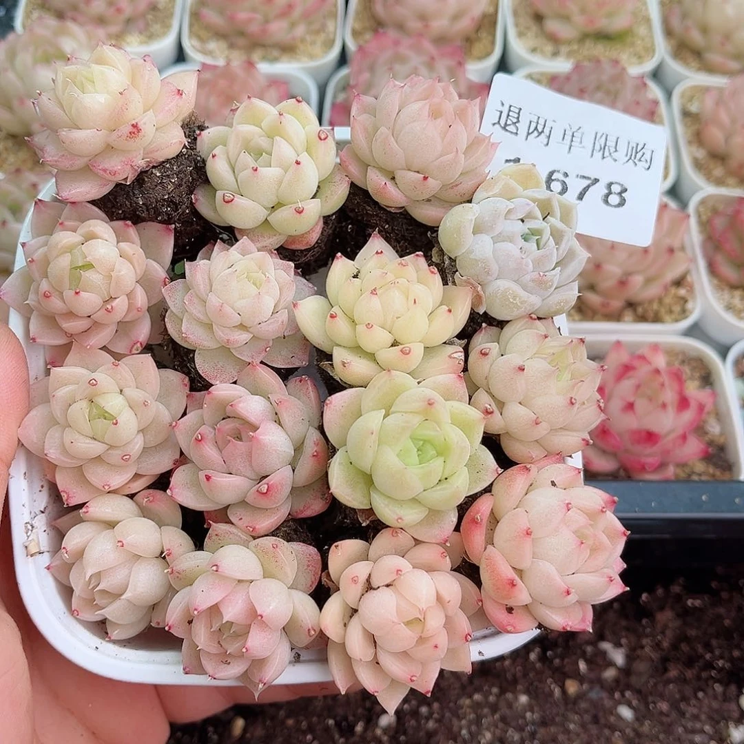 1-678 新疆西藏内蒙不发12.8包邮2-3公分多肉