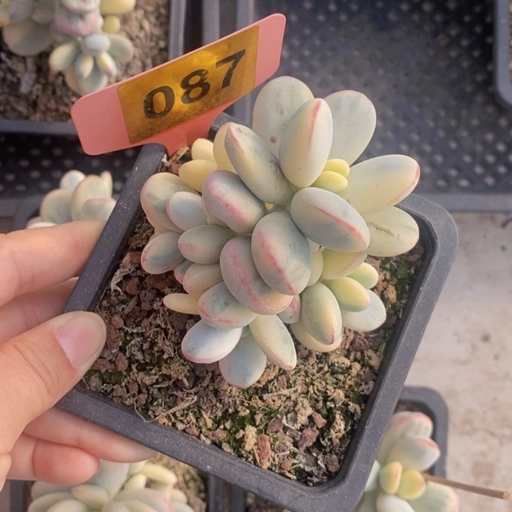 依***旧087号福娘锦一颗1111