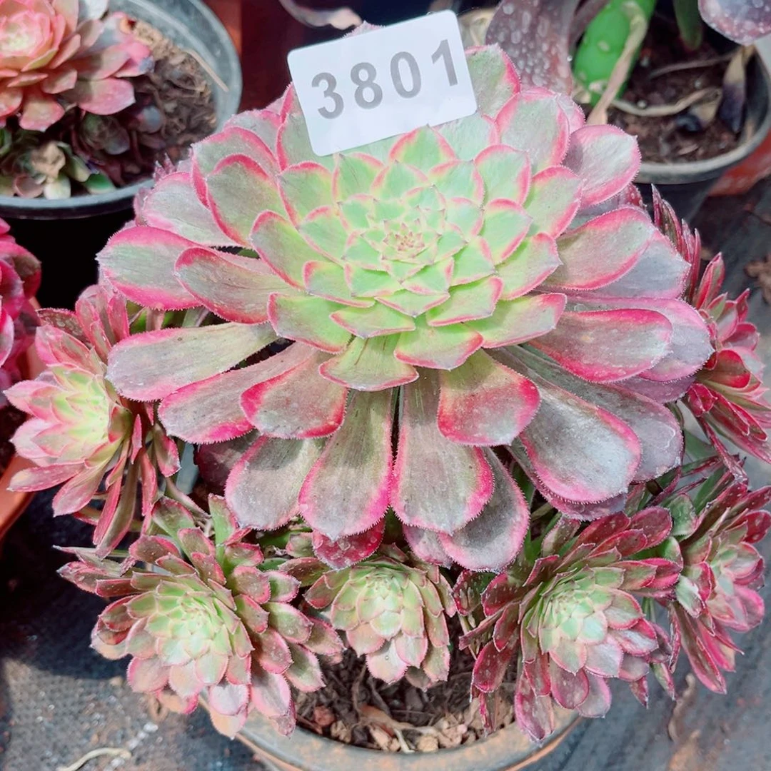 贵妃多肉发货发货