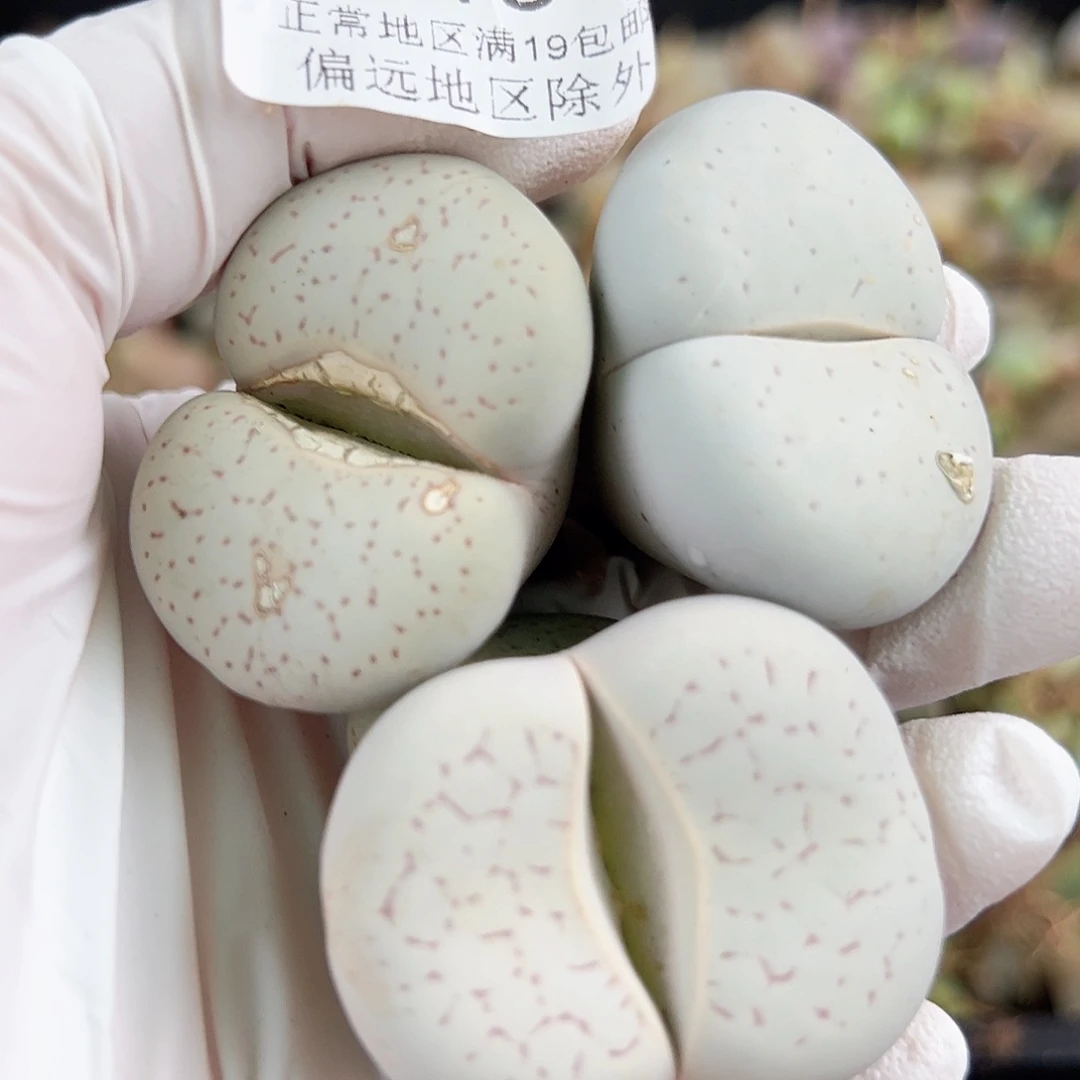 3913六年大白3个4cm左右有老疤特价